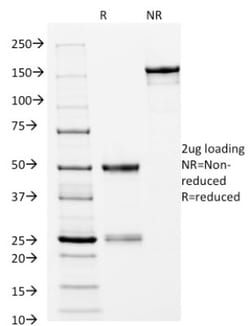 Mouse anti-HLA DRB1, Clone: L243, Novus Biologicals:Antibodies:Primary